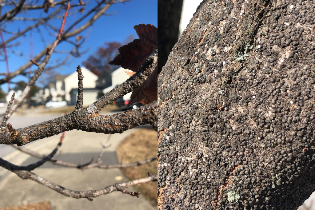 Scales on tree and branch